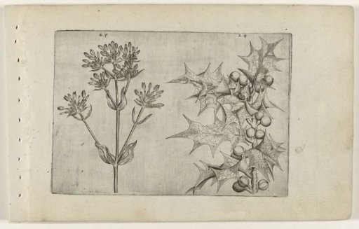 Yarrow (?) and holly