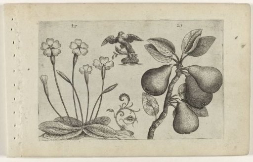 Primrose and pear