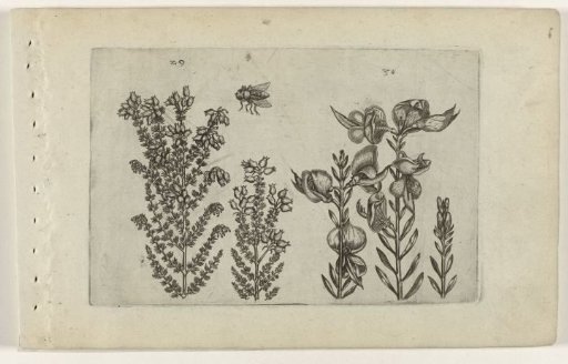 Common heath and broom