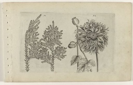 Seven-leaf and poppy