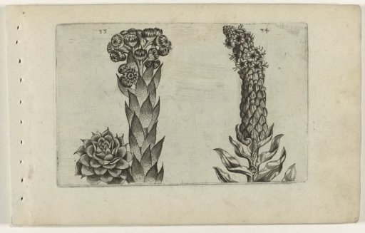 Thunderflower and candlestick