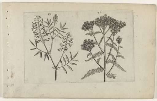 Wood betony and yarrow