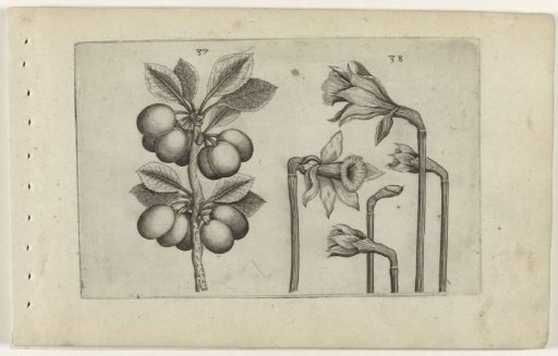 Sour cherry and wild daffodil