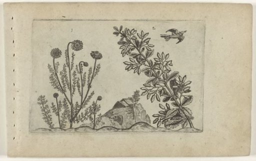 Common chamomile and buckthorn