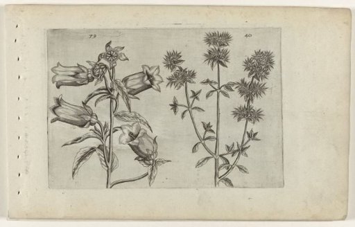 Bellflower and marjoram