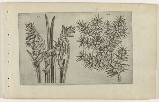 Hyacinth and juniper