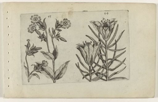 Day lily and rye lily