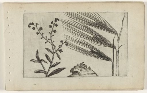 Marsh forget-me-not and barley