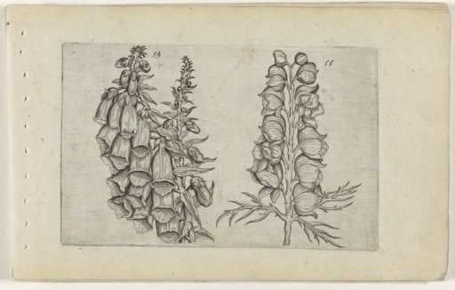 Lady's thumb and blue monkshood