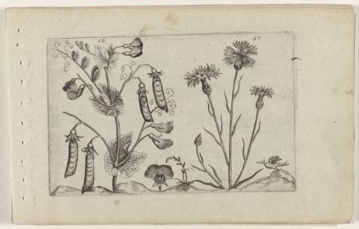 Pea and cornflower