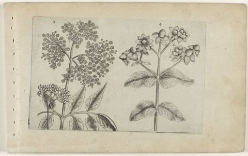 Lilac and barberry