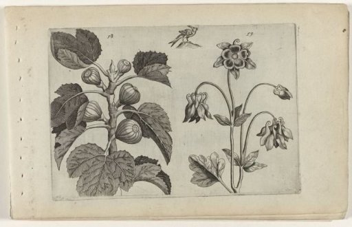 Fig tree and wild columbine