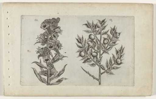 Blackthorn and wild privet