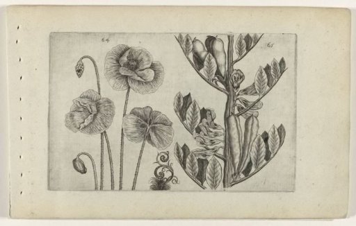 Great poppy and garden bean