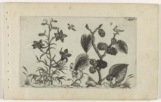 Wild larkspur and black mulberry