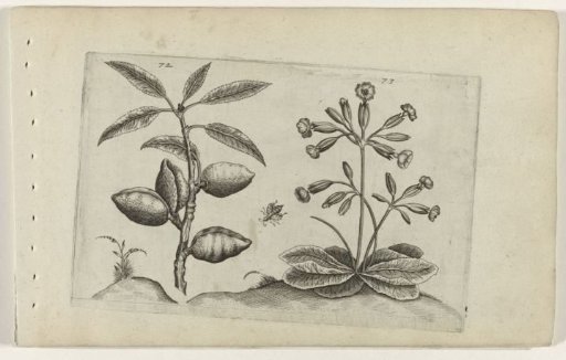 Almond tree and golden primrose