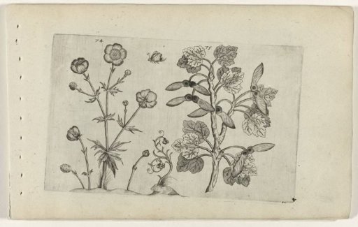 Sharp buttercup and field maple