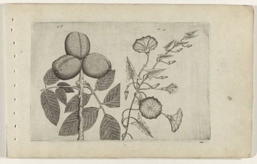Walnut tree and field bindweed