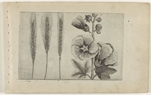 Rye and hollyhock