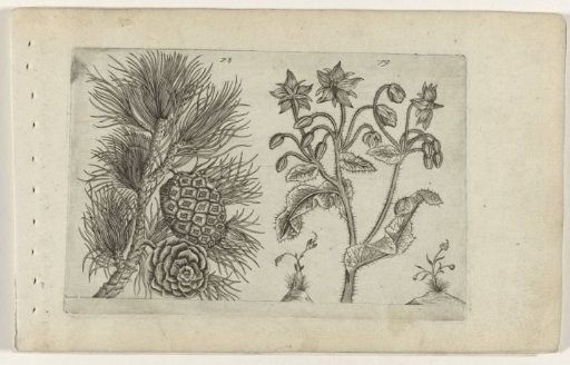 Scots pine and forget-me-not