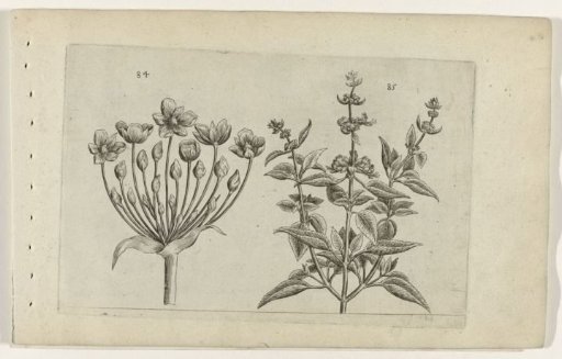 Buttercup and small-flowered sage