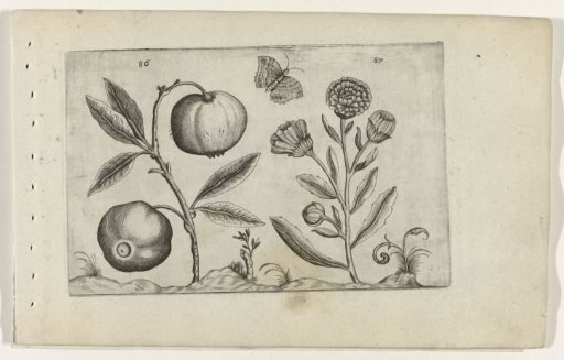 Assyrian apple and marigold