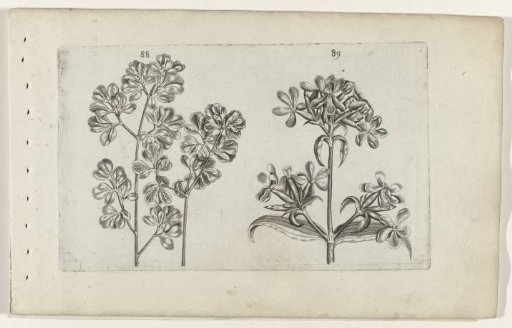 Wall fern and soapwort
