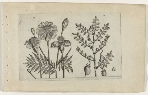 Marigold and chickpea