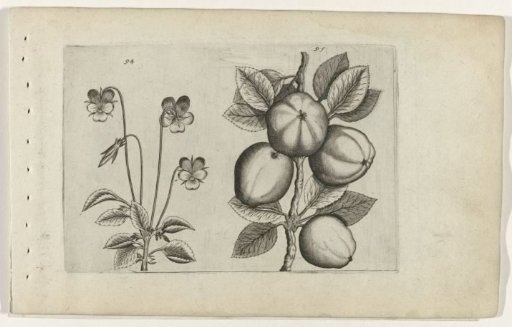 Pansy and apple