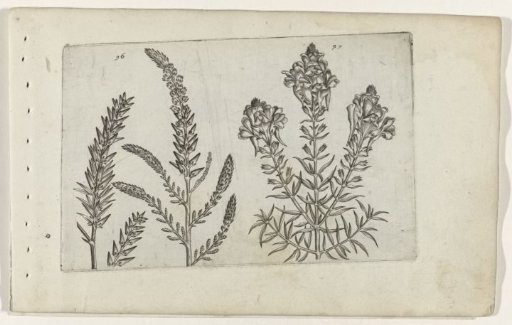 Tamarisk and cornflower