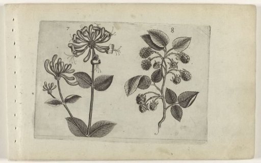 Honeysuckle and raspberry