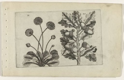 Daisy and summer oak