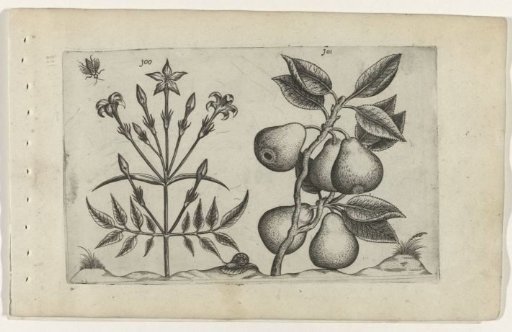 Jasmine and pear