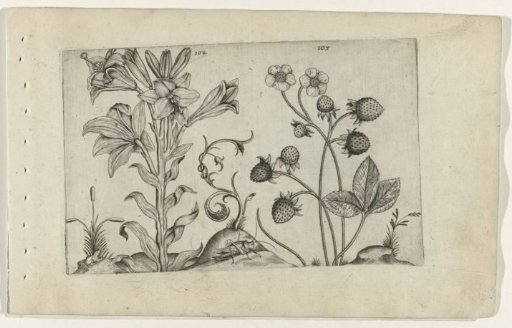 Madonna lily and strawberry