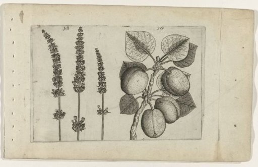 Lavender and apricot