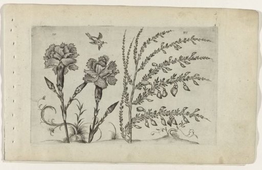 Garden carnation and gorse