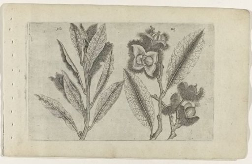 Sage and sweet chestnut