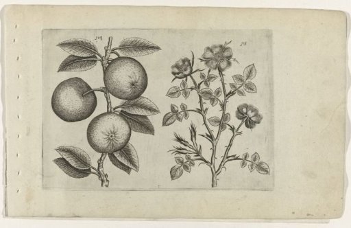 Apple and dog rose