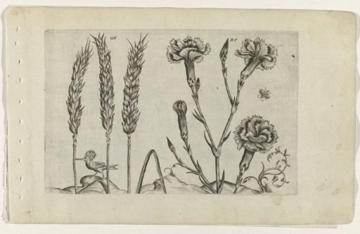 Wheat and garden carnation