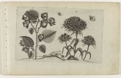 Hazel and sweet william