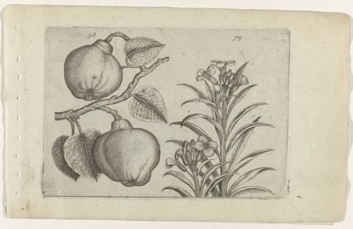 Quince and wallflower