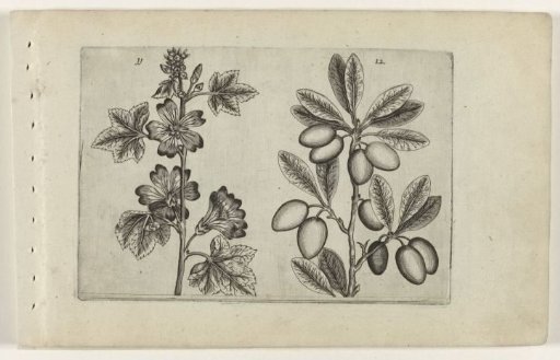 Common chickweed and olive tree