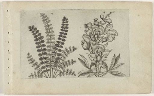 Small catchfly and great mullein