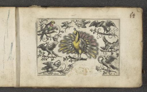Peacock and other birds