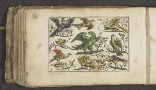 Bird of prey and ten other birds