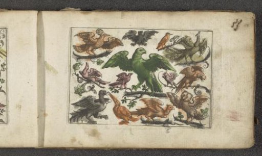 Bird of prey, eleven other birds and a bat