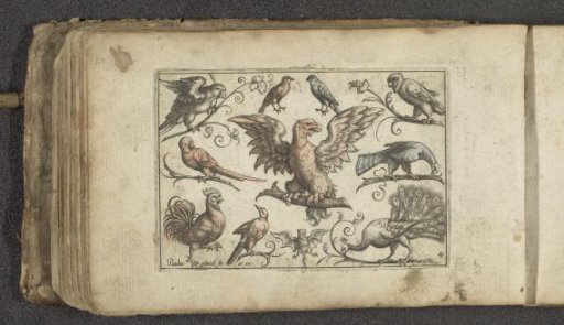 Bird of prey, nine other birds and a bat