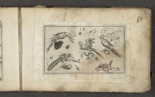 Five birds and a spider