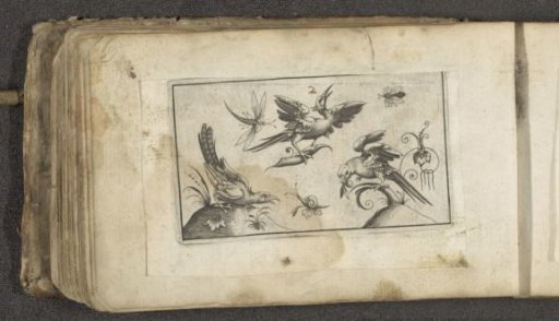 Three birds, a snail and two insects