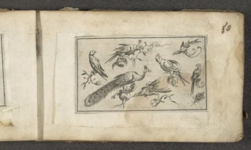 Seven birds and an insect